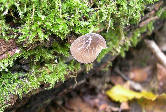 Le  meraviglie della foresta